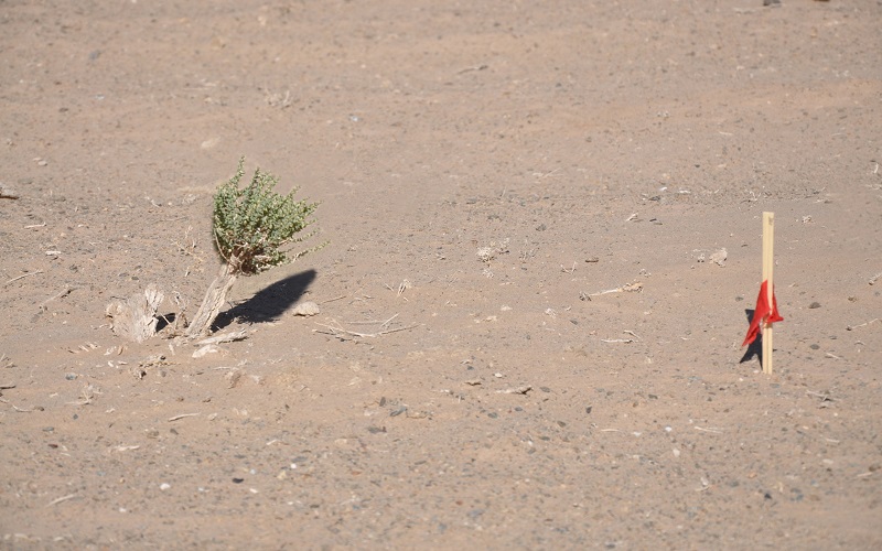 281635385789150237.jpeg 頑強之軀.jpg